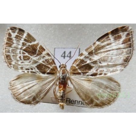 Eustroma reticulata (Denis & Schiffermüller, 1775) Czech44